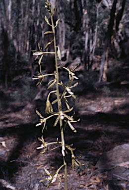 APII jpeg image of Dipodium hamiltonianum  © contact APII