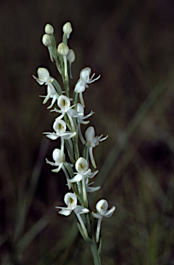 APII jpeg image of Pecteilis harroldii  © contact APII