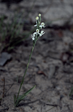 APII jpeg image of Pecteilis harroldii  © contact APII