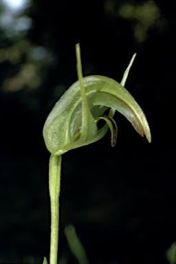 APII jpeg image of Pterostylis x ingens  © contact APII