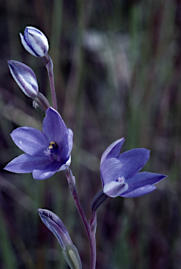 APII jpeg image of Thelymitra ixioides  © contact APII