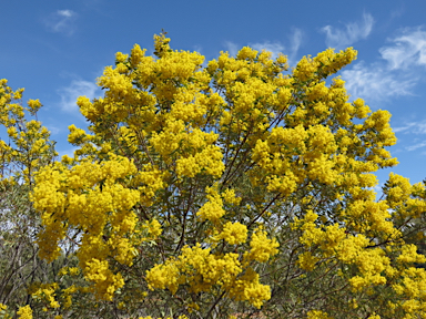 APII jpeg image of Acacia decora  © contact APII