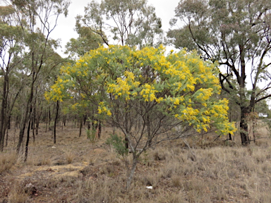 APII jpeg image of Acacia decora  © contact APII