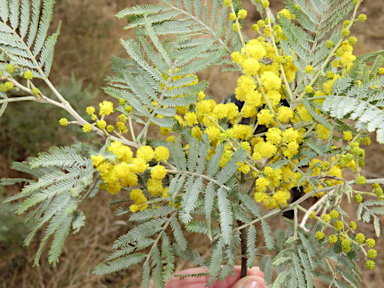 APII jpeg image of Acacia leucoclada subsp. argentifolia  © contact APII