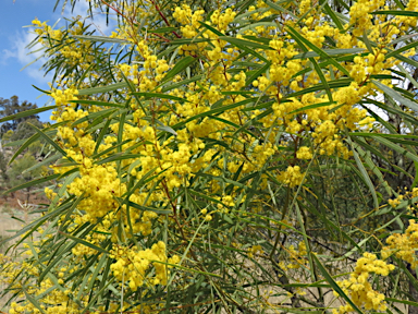 APII jpeg image of Acacia neriifolia  © contact APII