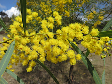 APII jpeg image of Acacia neriifolia  © contact APII