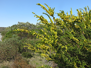 APII jpeg image of Acacia paradoxa  © contact APII