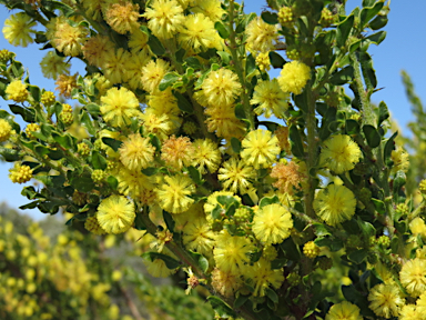 APII jpeg image of Acacia paradoxa  © contact APII