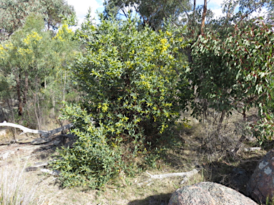 APII jpeg image of Acacia pycnostachya  © contact APII