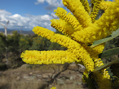 APII jpeg image of Acacia pycnostachya  © contact APII