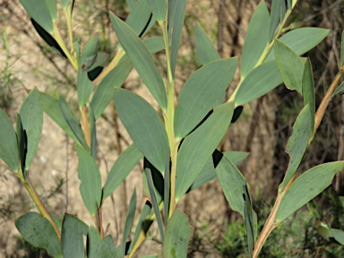 APII jpeg image of Acacia pycnostachya  © contact APII