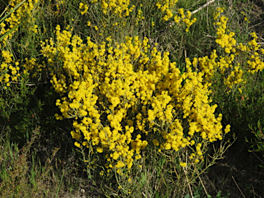 APII jpeg image of Acacia spinescens  © contact APII