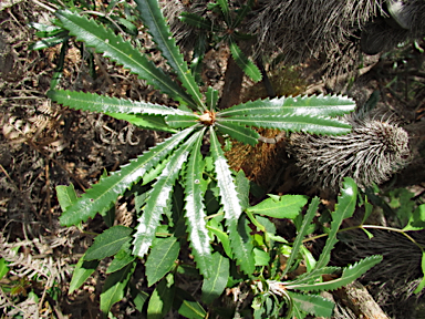 APII jpeg image of Banksia aemula  © contact APII