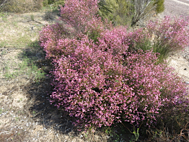 APII jpeg image of Boronia inornata subsp. leptophylla  © contact APII