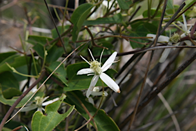 APII jpeg image of Clematis glycinoides  © contact APII