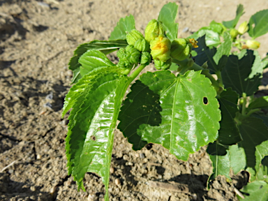 APII jpeg image of Corchorus pascuorum  © contact APII