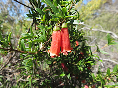 APII jpeg image of Correa pulchella  © contact APII