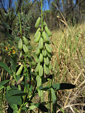 APII jpeg image of Crotalaria mitchellii  © contact APII