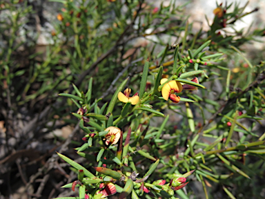 APII jpeg image of Daviesia acicularis  © contact APII