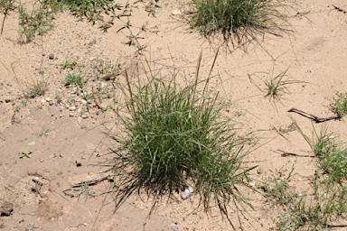 APII jpeg image of Digitaria divaricatissima  © contact APII