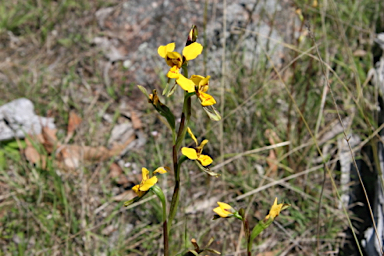 APII jpeg image of Diuris chrysantha  © contact APII