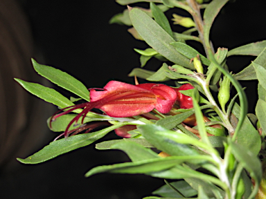 APII jpeg image of Eremophila glabra subsp. glabra  © contact APII