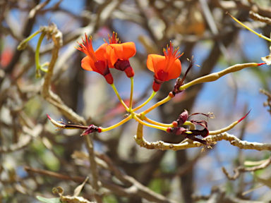 APII jpeg image of Erythrina vespertilio  © contact APII