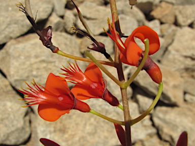 APII jpeg image of Erythrina vespertilio  © contact APII