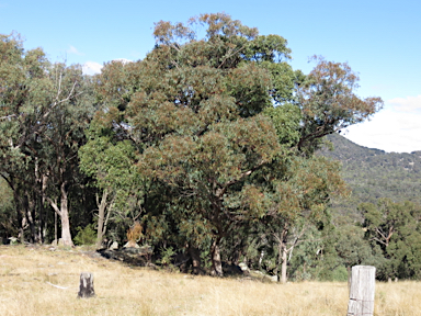 APII jpeg image of Eucalyptus andrewsii  © contact APII