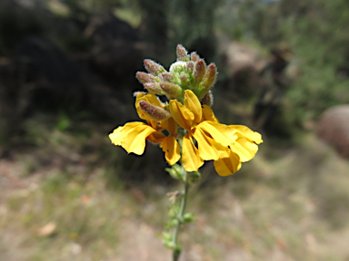 APII jpeg image of Goodenia bellidifolia subsp. argentea  © contact APII