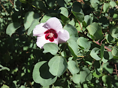 APII jpeg image of Gossypium sturtianum  © contact APII