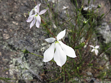 APII jpeg image of Isotoma axillaris  © contact APII