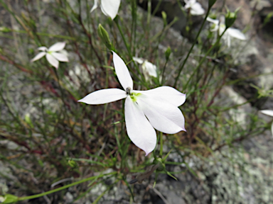 APII jpeg image of Isotoma axillaris  © contact APII