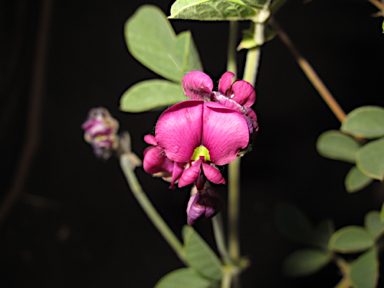 APII jpeg image of Kennedia prorepens  © contact APII