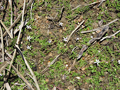 APII jpeg image of Lobelia surrepens  © contact APII