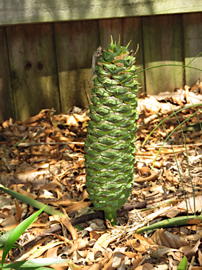 APII jpeg image of Macrozamia pauli-guilielmi  © contact APII