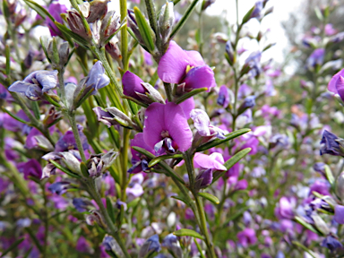 APII jpeg image of Mirbelia speciosa  © contact APII