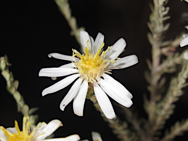 APII jpeg image of Olearia pimeleoides  © contact APII