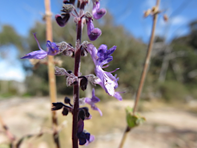 APII jpeg image of Plectranthus suaveolens  © contact APII