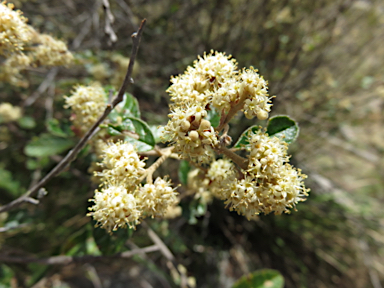 APII jpeg image of Pomaderris prunifolia  © contact APII