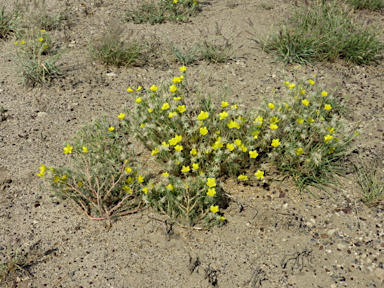 APII jpeg image of Portulaca sp. Rockhampton Downs (S.T.Blake17854)  © contact APII