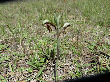 APII jpeg image of Pterostylis rufa  © contact APII