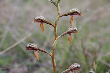 APII jpeg image of Pterostylis rufa  © contact APII