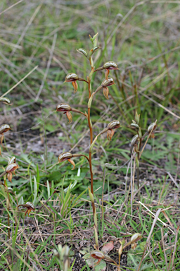 APII jpeg image of Pterostylis rufa  © contact APII