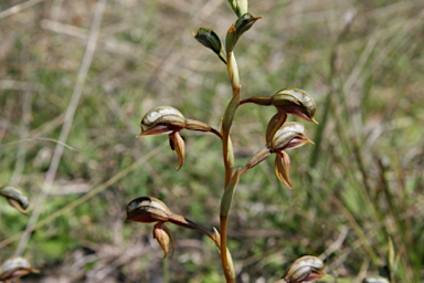 APII jpeg image of Pterostylis rufa  © contact APII