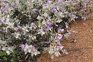 APII jpeg image of Solanum lasiophyllum  © contact APII