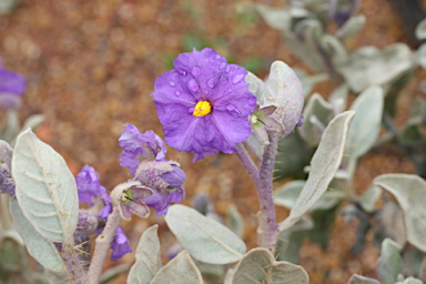 APII jpeg image of Solanum lasiophyllum  © contact APII