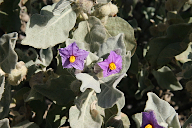 APII jpeg image of Solanum lasiophyllum  © contact APII