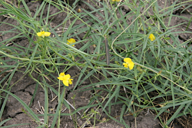 APII jpeg image of Vigna sp. Jimbour (A.R.Bean12534)  © contact APII