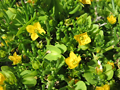 APII jpeg image of Roepera aurantiaca subsp. simplicifolia  © contact APII